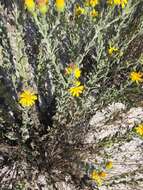 Image of Florida goldenaster