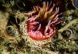 Image of McPeak anemone