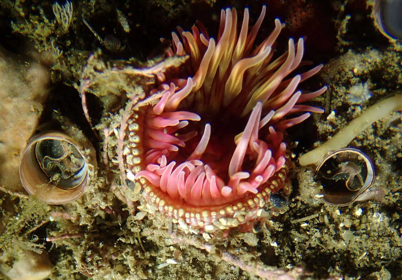 Image of McPeak anemone