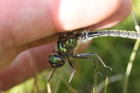 Image of Alpine emerald