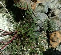 Imagem de Pteryxia terebinthina var. californica (Coult. & Rose) Mathias