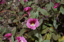 Image of sticky monkeyflower