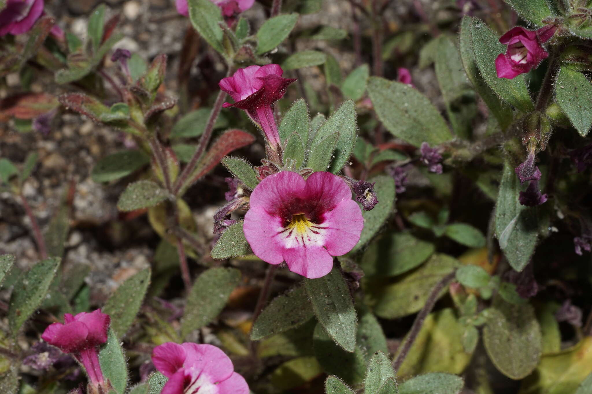 Image of sticky monkeyflower