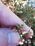 Image of Erica multiflexuosa E. G. H. Oliver