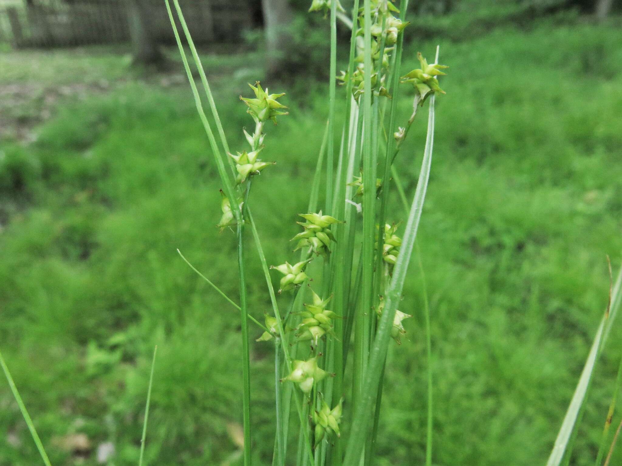 Image of prickly bog sedge