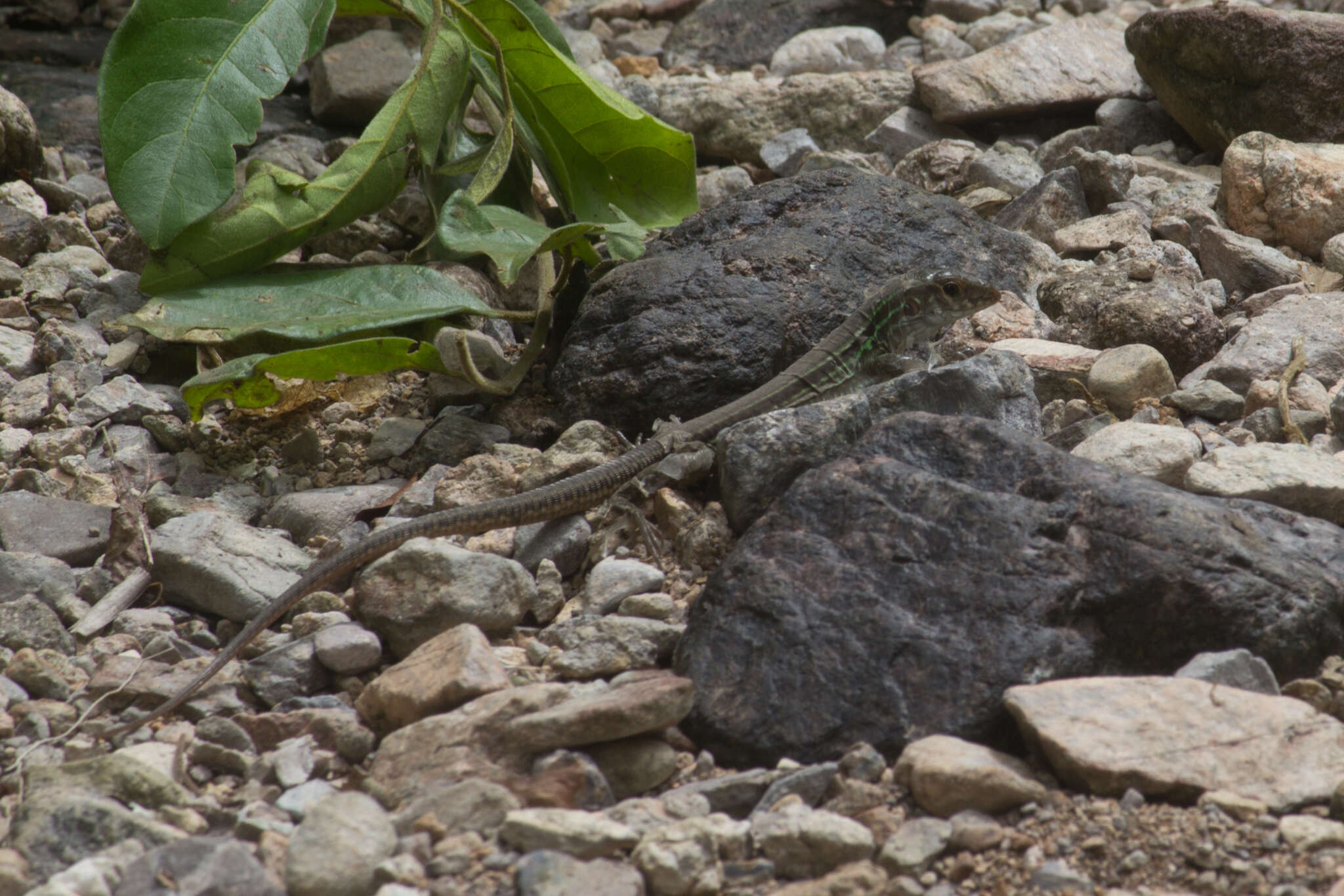 Image of Ameiva bifrontata divisa (Fischer 1879)