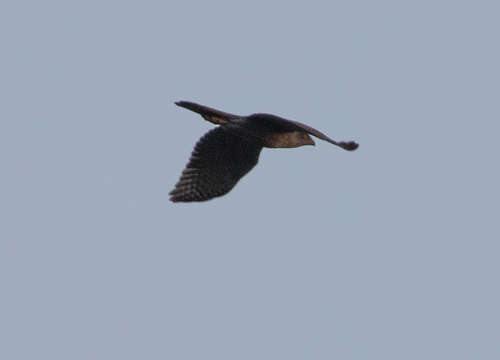 Image of Henst's Goshawk