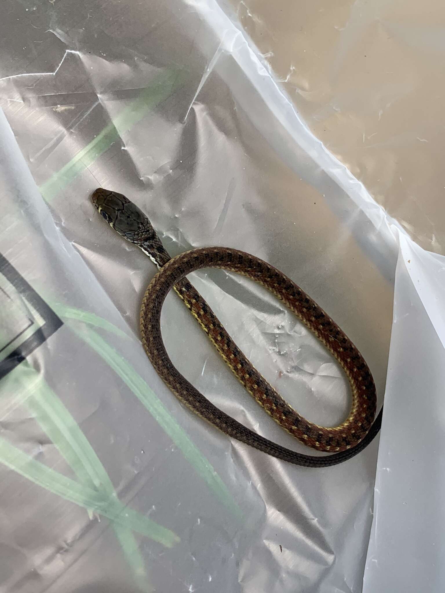 Image of Malayan Spotted Keelback Water Snake