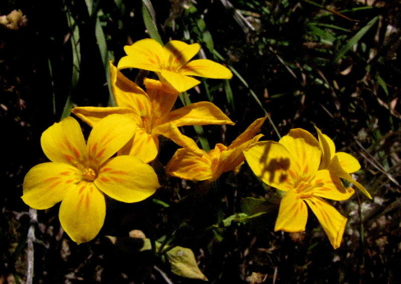 Image of Sebaea exacoides (L.) Schinz