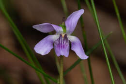 Image de Viola silicestris K. R. Thiele & Prober