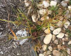 Image of ricefield flatsedge