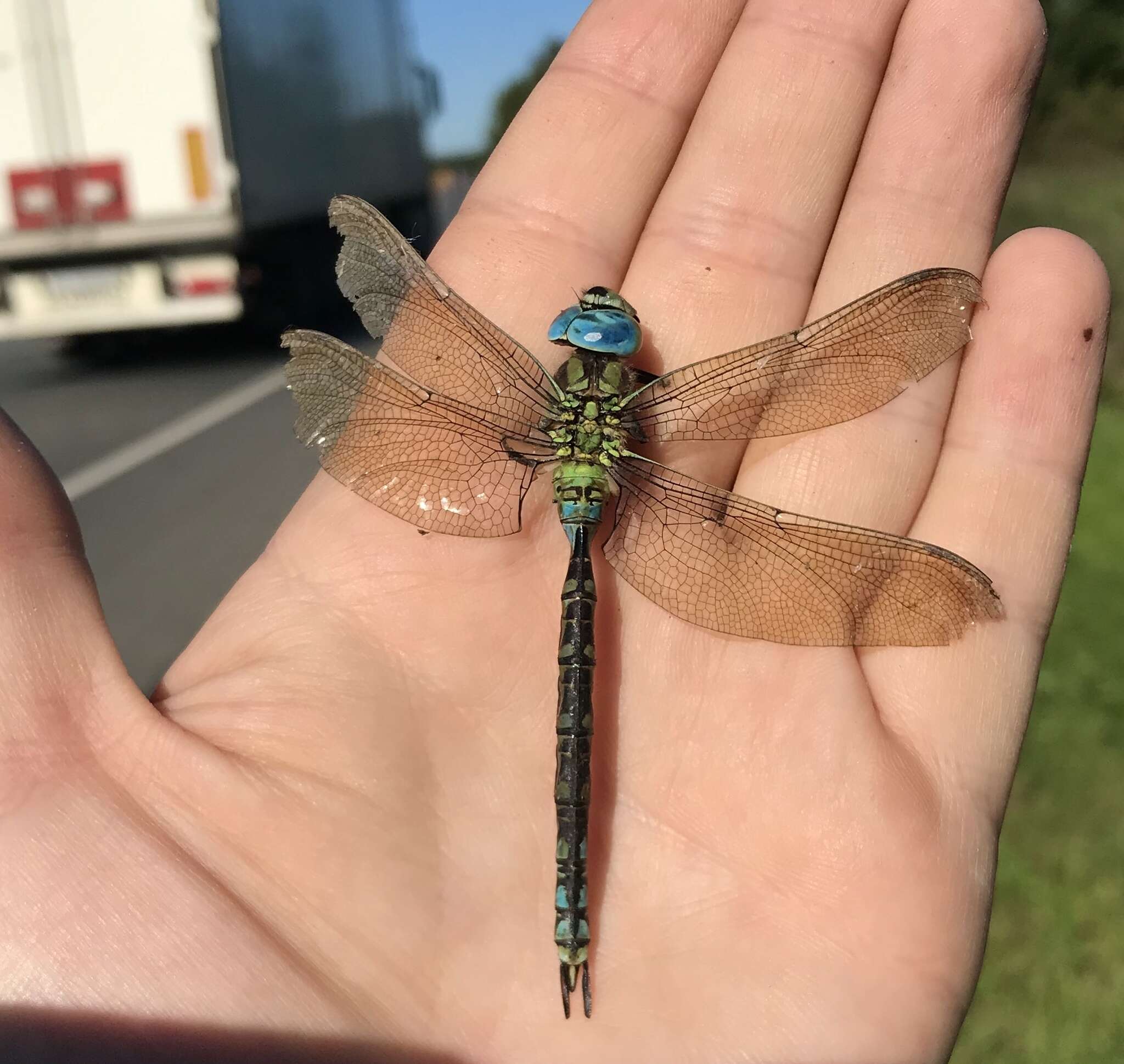 Image of Green Hawker