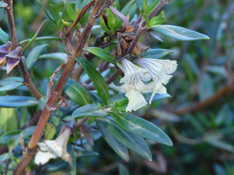 Prostanthera monticola B. J. Conn resmi