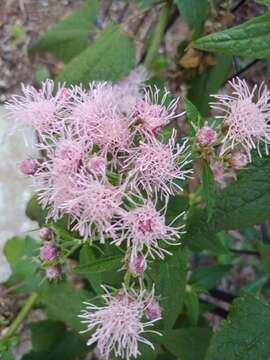 Image de Brickellia cordifolia Ell.