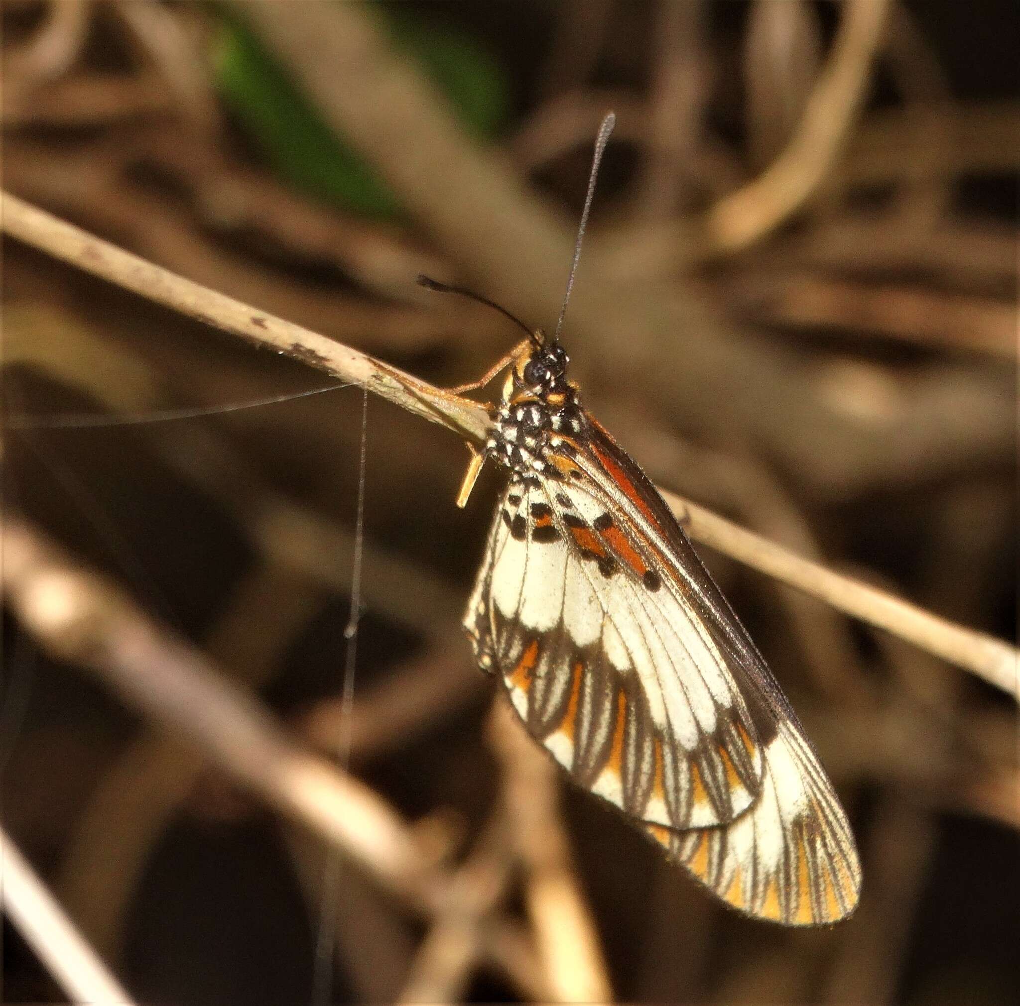 Image of Acraea cabira Hopffer 1855