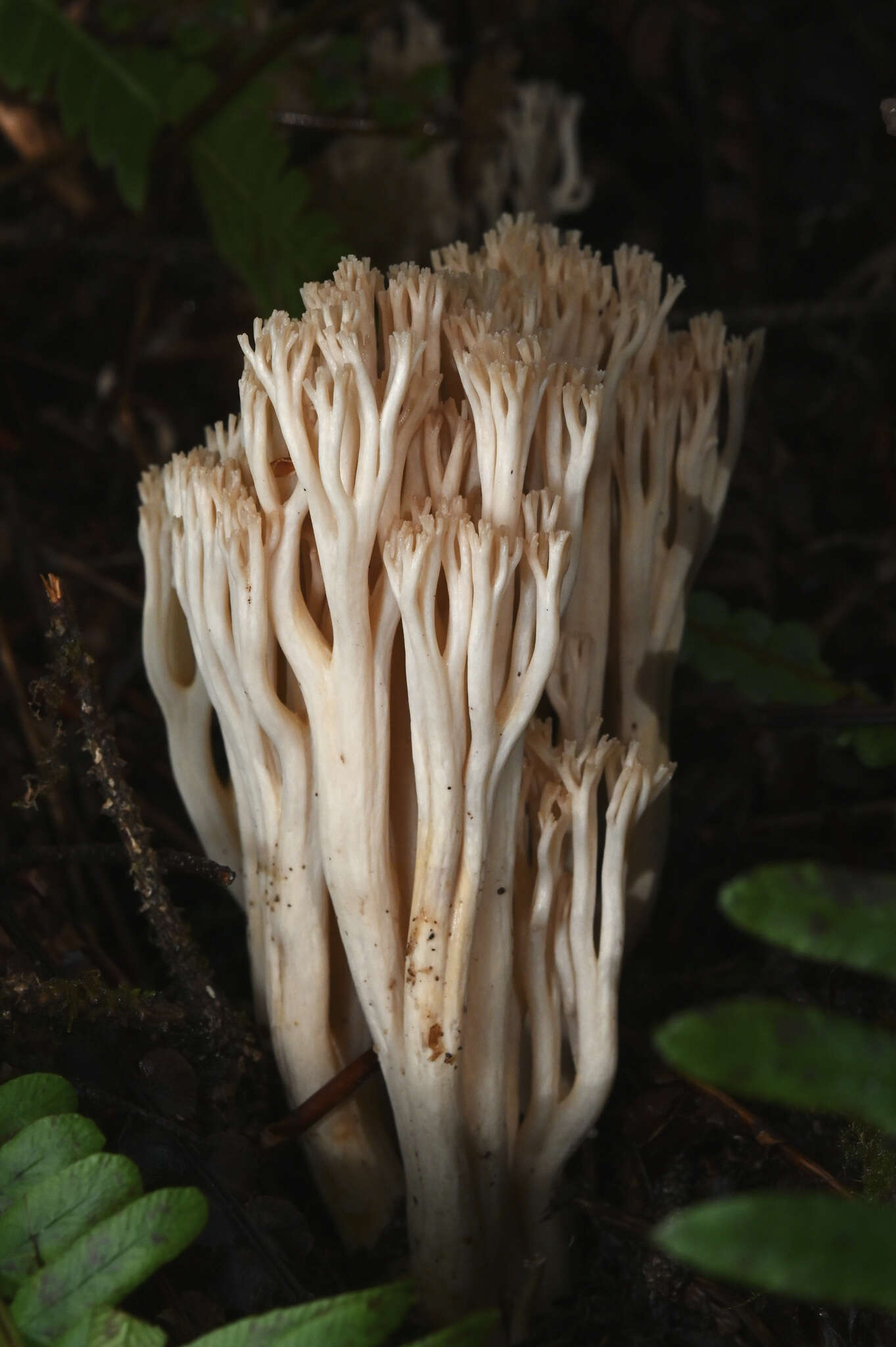 Image de Ramaria acrisiccescens Marr & D. E. Stuntz 1974