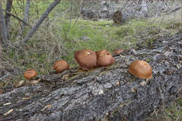 Image of Gymnopilus thiersii M. T. Seidl 1989