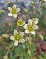 Imagem de Saxifraga exarata subsp. exarata