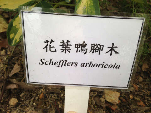 Imagem de Schefflera arboricola (Hayata) Merr.