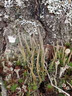 Image of cup lichen