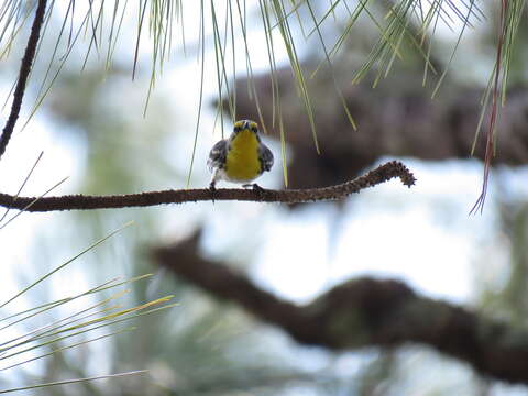 Image of Grace's Warbler