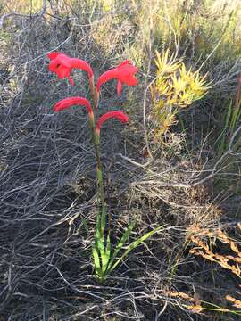 Imagem de Watsonia coccinea (Herb. ex Baker) Baker