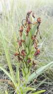 Image of Habenaria epipactidea Rchb. fil.