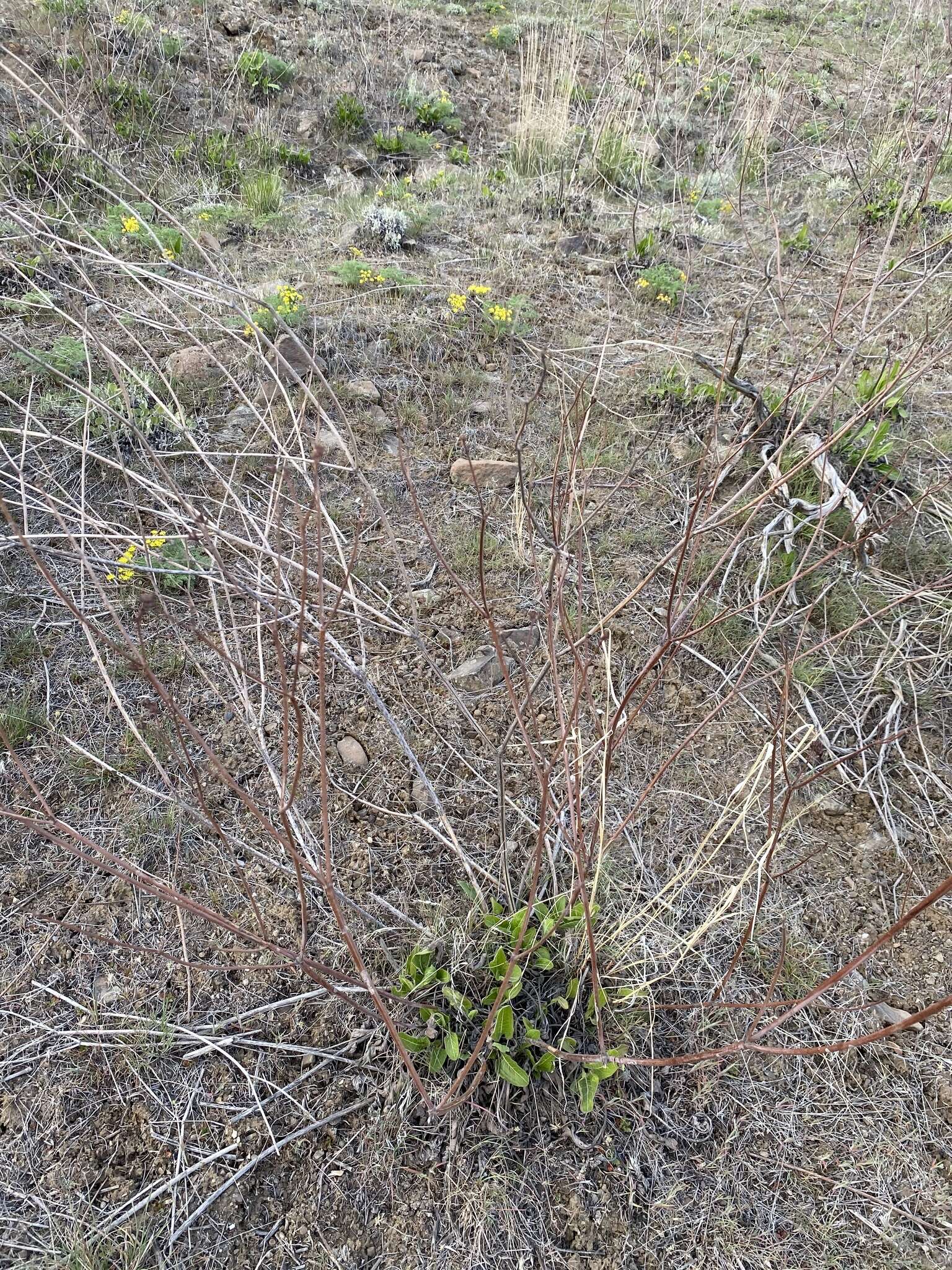 Imagem de Eriogonum elatum var. elatum