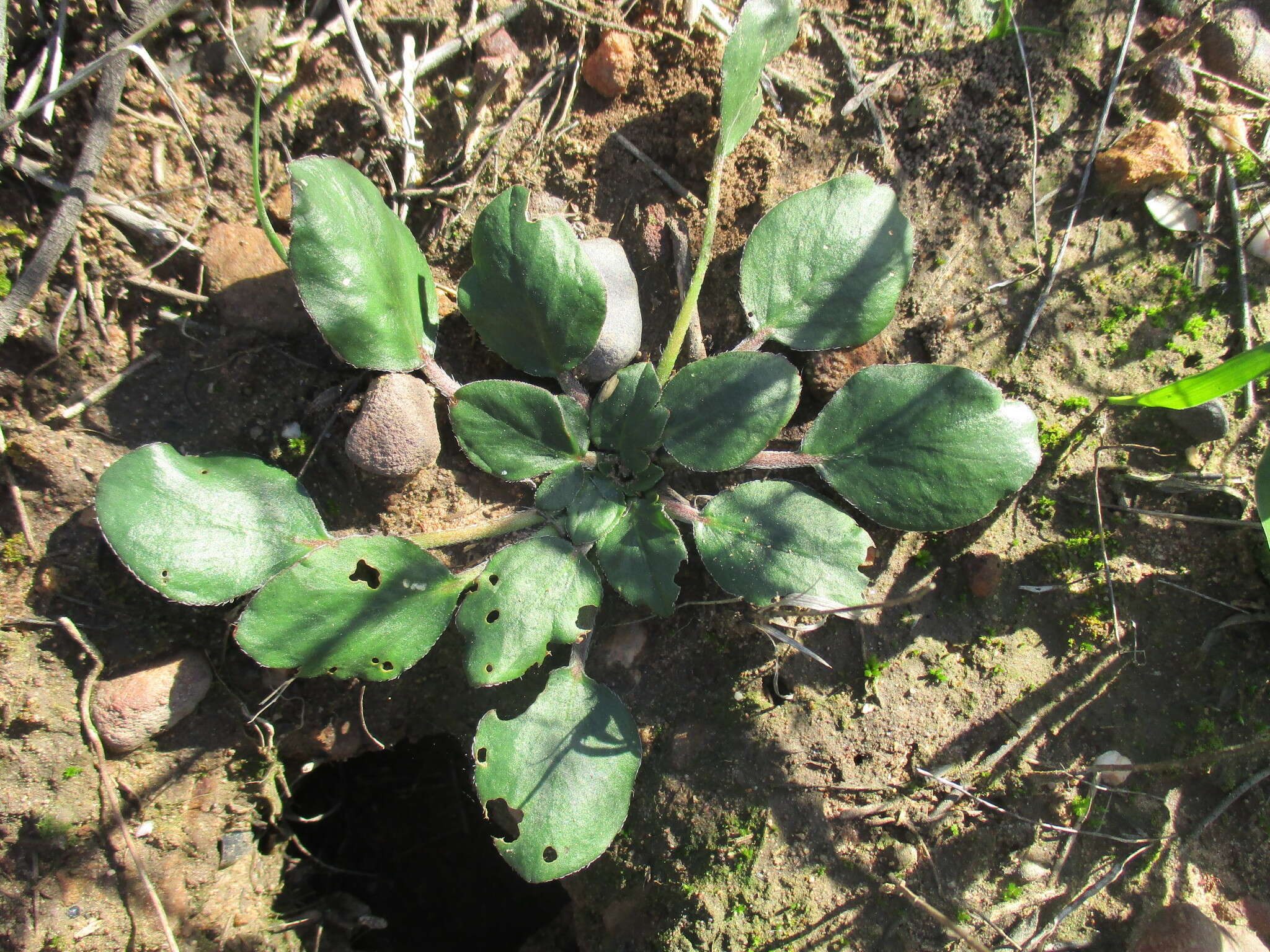 Image of Pelargonium chelidonium (Houtt.) DC.