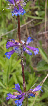 Image of sulphur penstemon