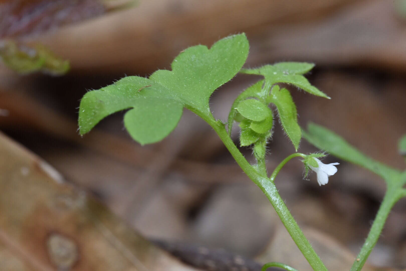 صورة Nemophila aphylla (L.) Brummitt