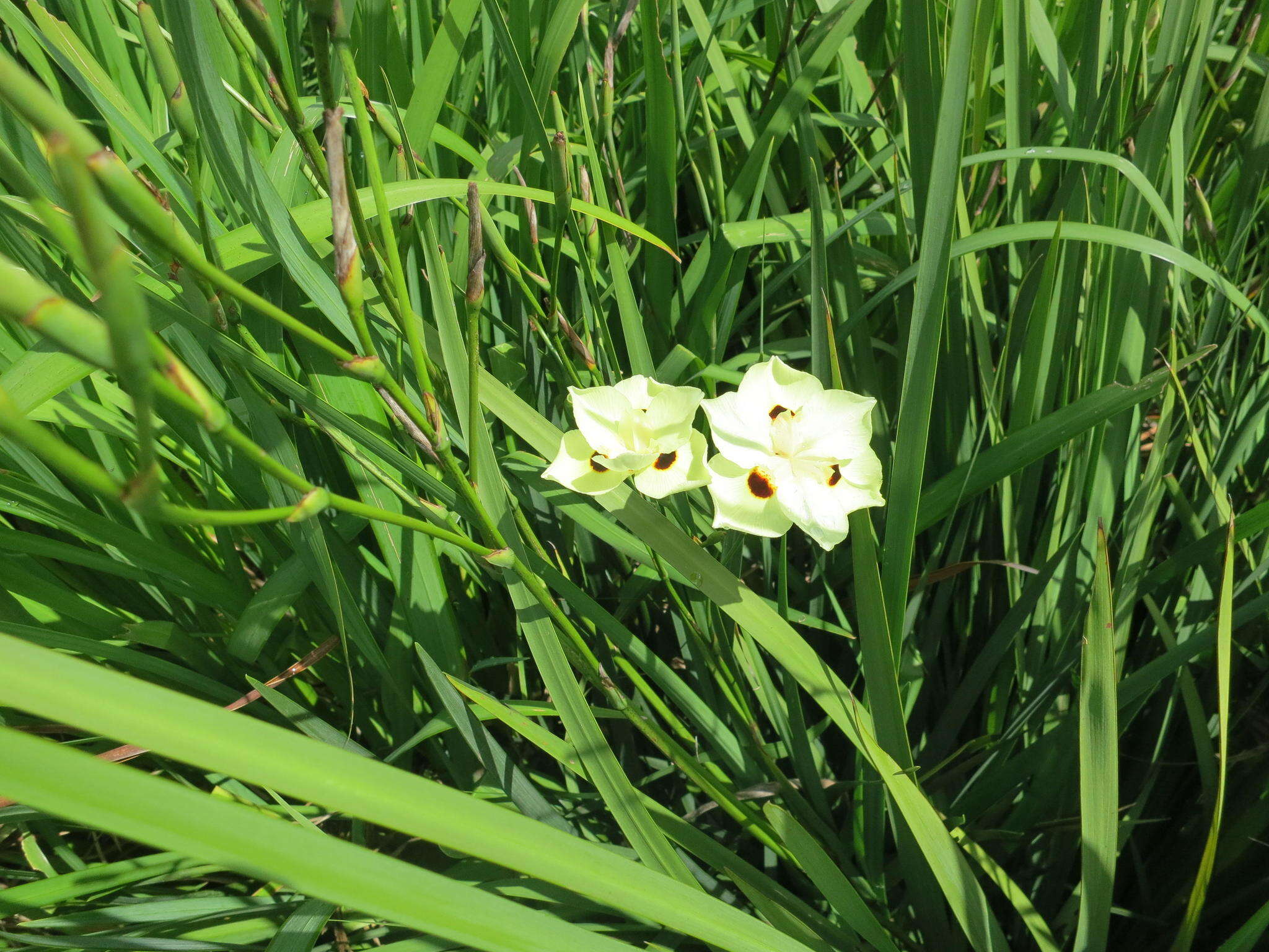 Image of African lily