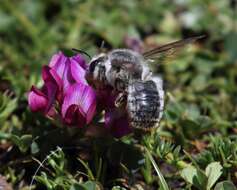 Слика од Trifolium burchellianum Ser.