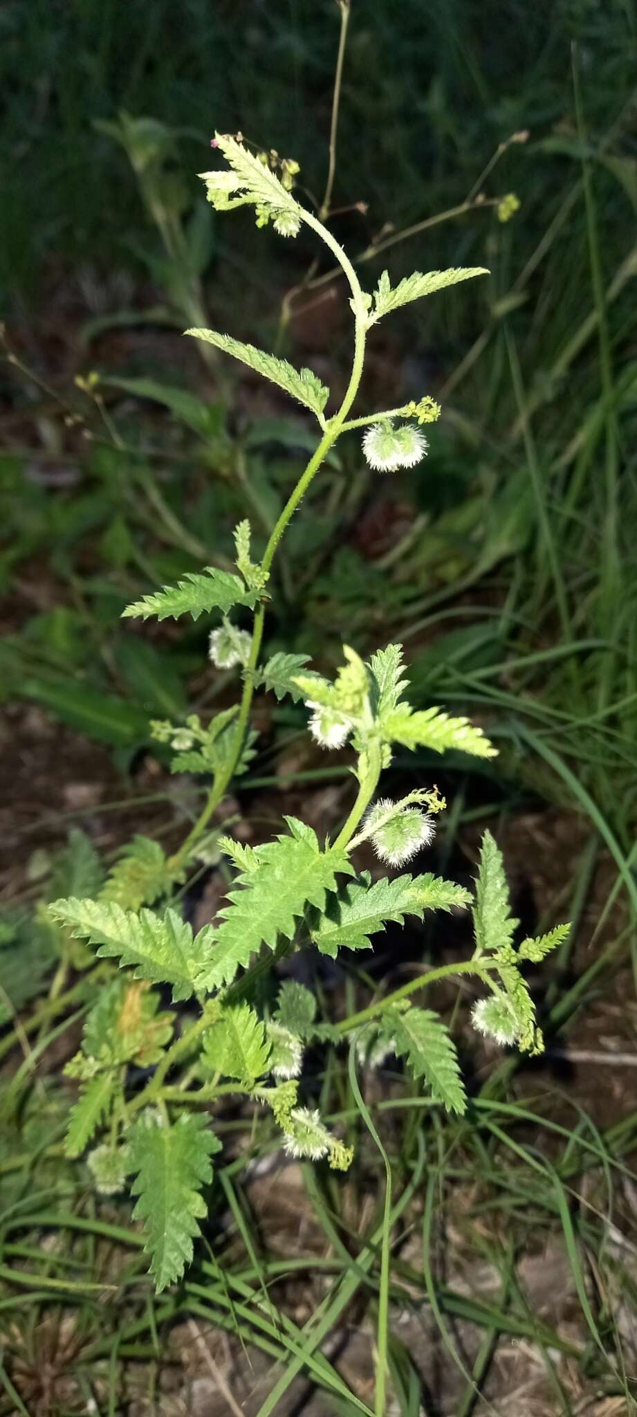 Image of Tragia geraniifolia Klotzsch ex Müll. Arg.