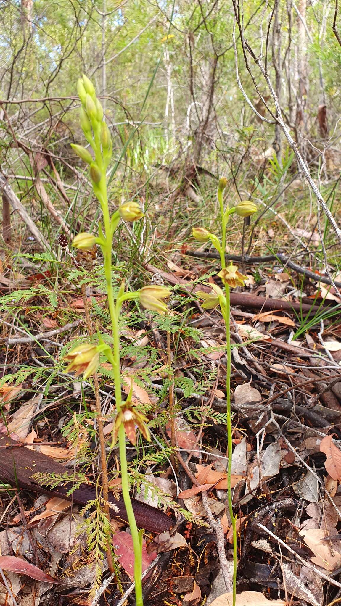 صورة Thelymitra fuscolutea R. Br.