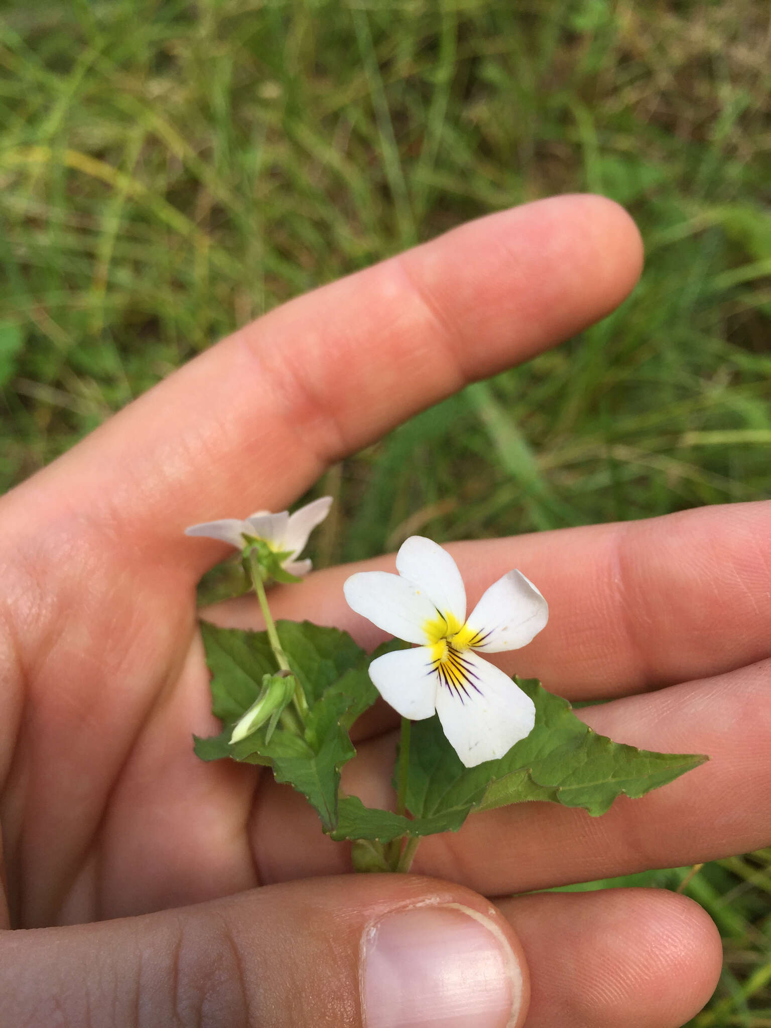 Imagem de Viola canadensis L.