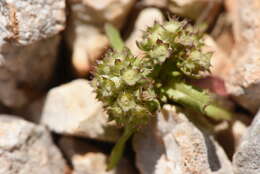 Image of Valerianella discoidea (L.) Loisel.