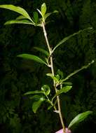 Image of buckthorn bully