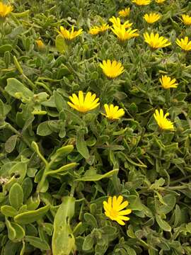 Image of Calendula suffruticosa subsp. maderensis (DC.) R. Govaerts