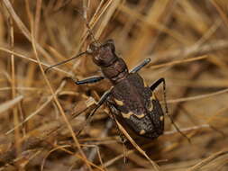 Image of Heath tiger beetle