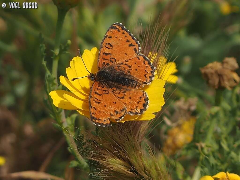 Plancia ëd Melitaea trivia Denis & Schiffermüller 1775