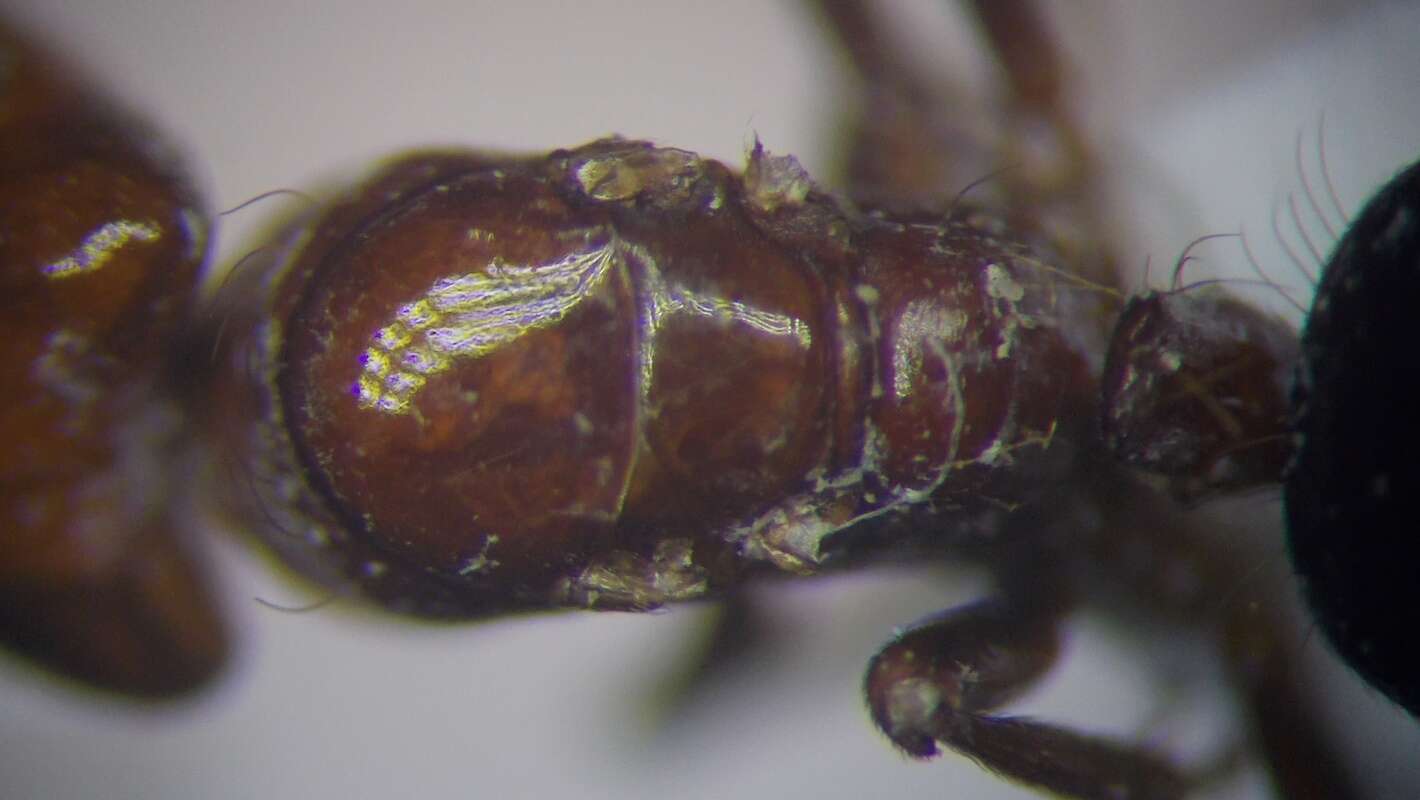 Image of Rossomyrmex