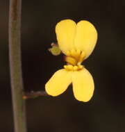 Image of Stylidium daphne A. Lowrie & K. F. Kenneally