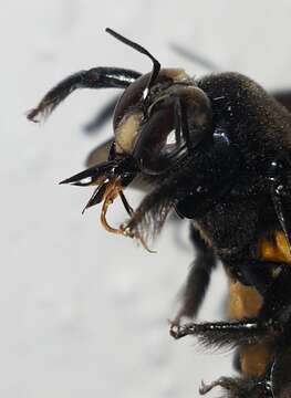 Xylocopa loripes Smith 1874 resmi