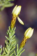 Imagem de Oedera sedifolia (DC.) A. A. Anderberg & K. Bremer