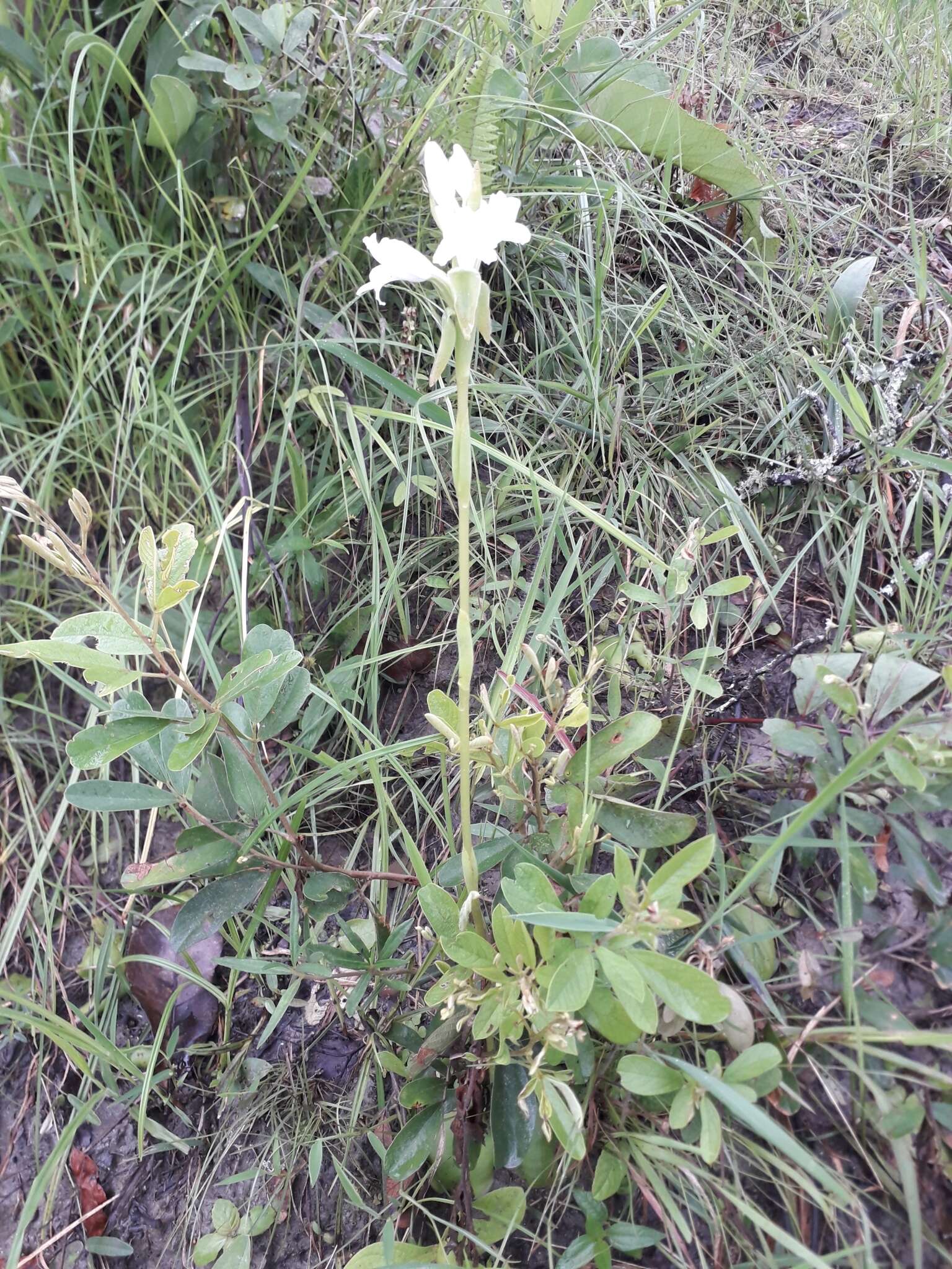 Image of Satyrium kitimboense Kraenzl.