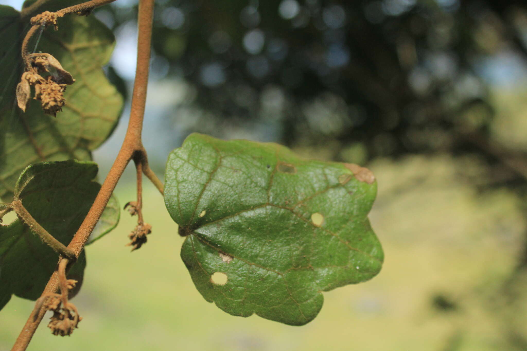 Image de Jungia ferruginea L. fil.