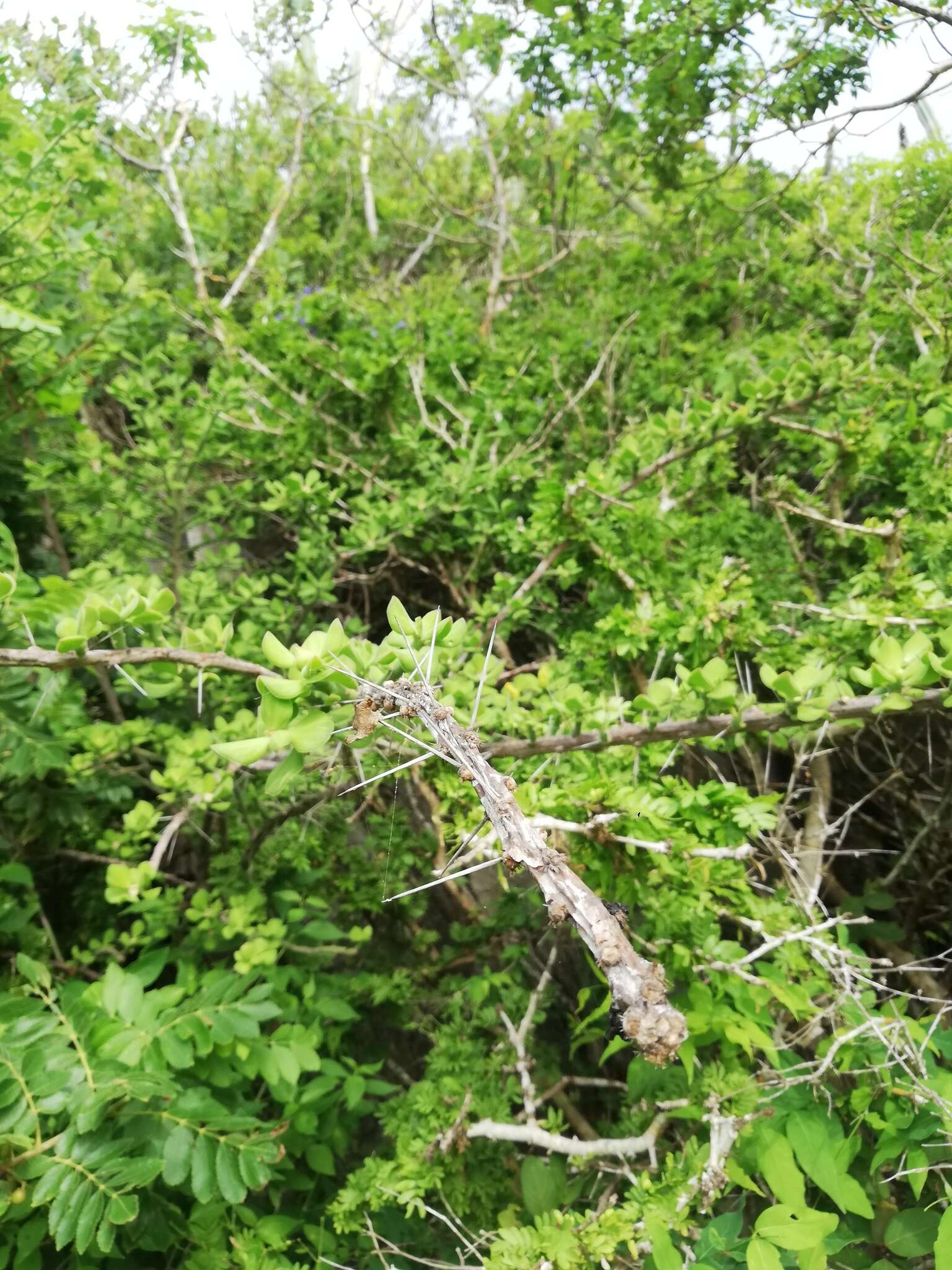 Image of Pereskiopsis rotundifolia (DC.) Britton & Rose