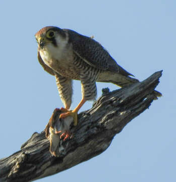 Image of Red-headed Falcon