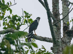Image of Buckley's Forest-Falcon